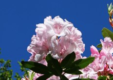 rhododendron-pink